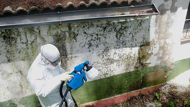 Top rated local Mold Remediation specialists in Cresson, TX